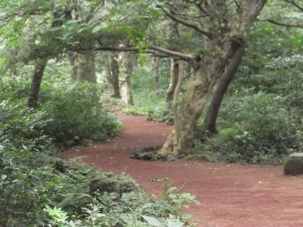 walk in the forest - volcanic stones all over the place as in home, México